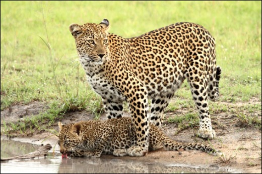 A leopard and cub at Savanna Lodge (from the Savanna Lodge blog)