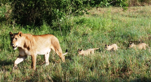 A Sabi Sand lioness trailing her three 8 week-old cubs