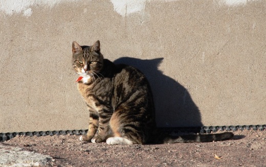 One of the many cats we saw in Visby